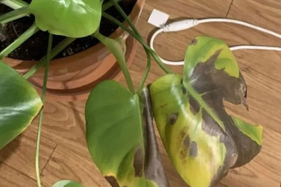 龜背竹葉子發(fā)黃焦邊干枯元兇-從翠綠到枯黃，龜背竹的悲歌拯救